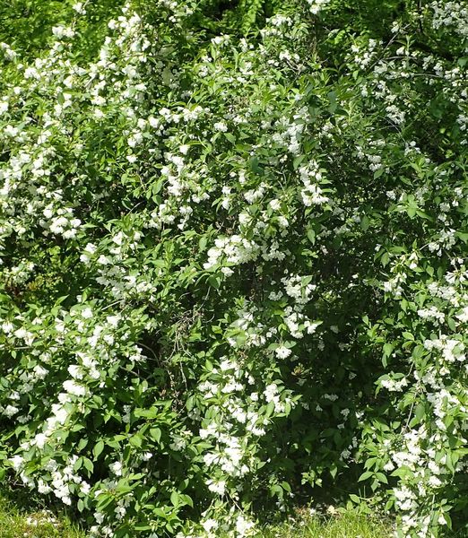 Weigela ‘Candida’ 